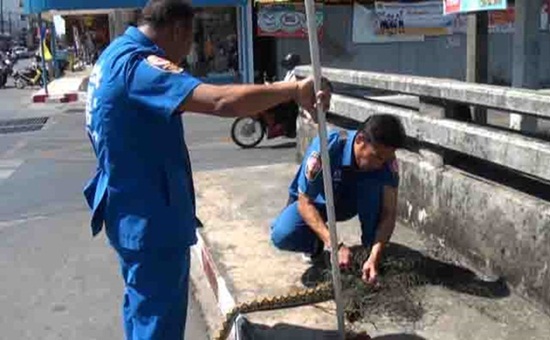 งูเหลือมพลาดท่า เลื้อยติดตาข่ายกั้นขยะ กลางเมืองหาดใหญ่ งูเหลือมพลาดท่า เลื้อยติดตาข่ายกั้นขยะ กลางเมืองหาดใหญ่