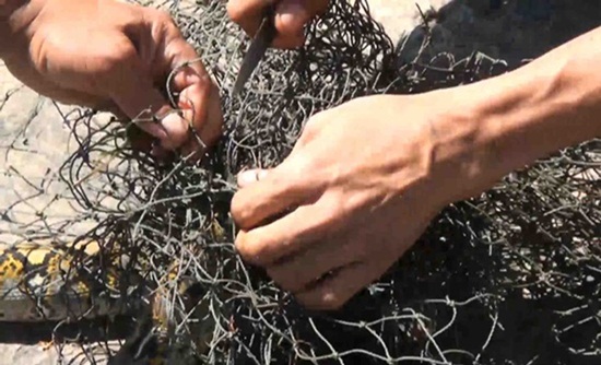 งูเหลือมพลาดท่า เลื้อยติดตาข่ายกั้นขยะ กลางเมืองหาดใหญ่ งูเหลือมพลาดท่า เลื้อยติดตาข่ายกั้นขยะ กลางเมืองหาดใหญ่