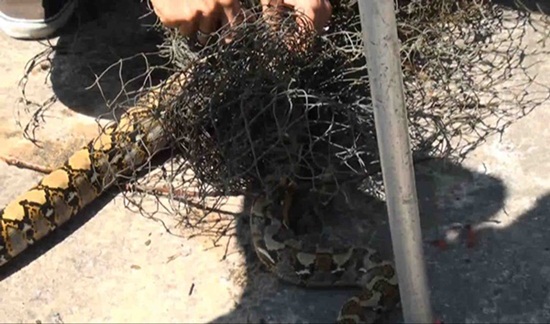 งูเหลือมพลาดท่า เลื้อยติดตาข่ายกั้นขยะ กลางเมืองหาดใหญ่ งูเหลือมพลาดท่า เลื้อยติดตาข่ายกั้นขยะ กลางเมืองหาดใหญ่