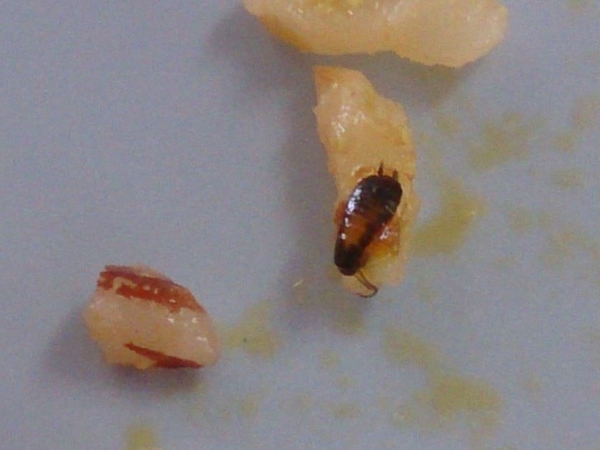 โรงอาหาร ม.ดัง ย่านท่าพระจันทร์ แมลงสาบอยู่ในข้าวเพียบ โรงอาหาร ม.ดัง ย่านท่าพระจันทร์ แมลงสาบอยู่ในข้าวเพียบ