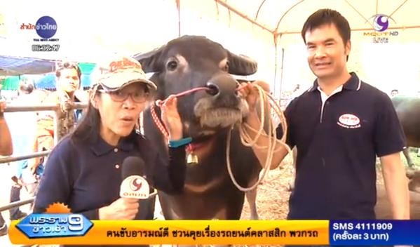 ใบหยก-เนื้อหอม ควายหล่อ-สวย ที่สุดในสยาม ใบหยก-เนื้อหอม ควายหล่อ-สวย ที่สุดในสยาม