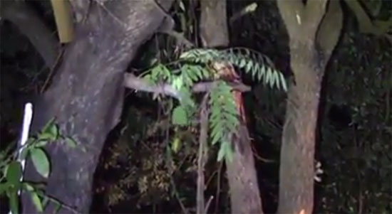 คลิปอาถรรพ์ ต้นขี้เหล็ก คลิปอาถรรพ์ ต้นขี้เหล็ก