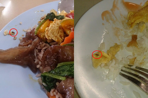 โรงอาหาร ม.ดัง ย่านท่าพระจันทร์ แมลงสาบอยู่ในข้าวเพียบ โรงอาหาร ม.ดัง ย่านท่าพระจันทร์ แมลงสาบอยู่ในข้าวเพียบ