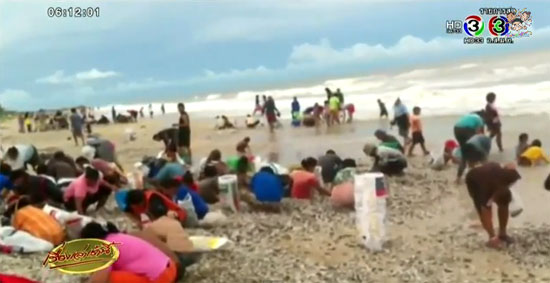 หอยครางถูกคลื่นซัดกองเต็มชายฝั่งปากพนัง หอยครางถูกคลื่นซัดกองเต็มชายฝั่งปากพนัง