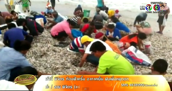 หอยครางถูกคลื่นซัดกองเต็มชายฝั่งปากพนัง หอยครางถูกคลื่นซัดกองเต็มชายฝั่งปากพนัง