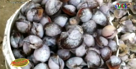 หอยครางถูกคลื่นซัดกองเต็มชายฝั่งปากพนัง หอยครางถูกคลื่นซัดกองเต็มชายฝั่งปากพนัง