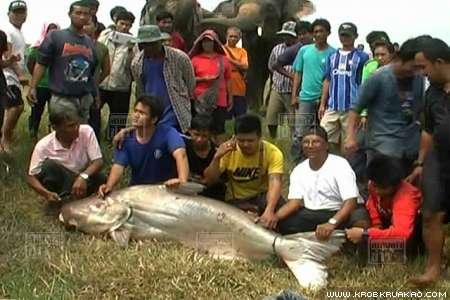 หนุ่มอยุธยาออกเรือตกปลาได้ปลาบึก หนุ่มอยุธยาออกเรือตกปลาได้ปลาบึก