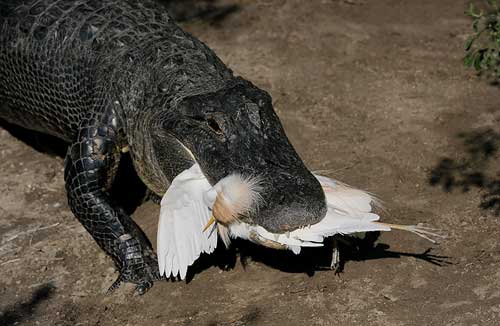 จระเข้ตีนเป็ด จระเข้ตีนเป็ด