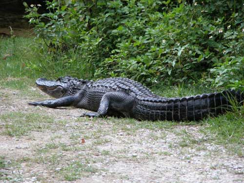 จระเข้ตีนเป็ด จระเข้ตีนเป็ด