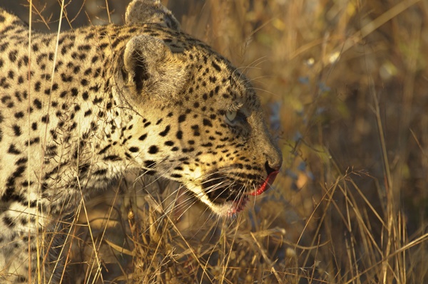 เด็กโดนเสือดาวกิน เด็กโดนเสือดาวกิน