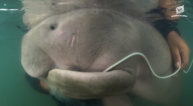 พะยูนมาเรียม พะยูนมาเรียม