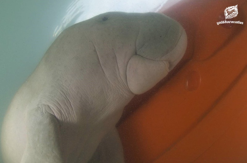 พะยูนมาเรียม พะยูนมาเรียม