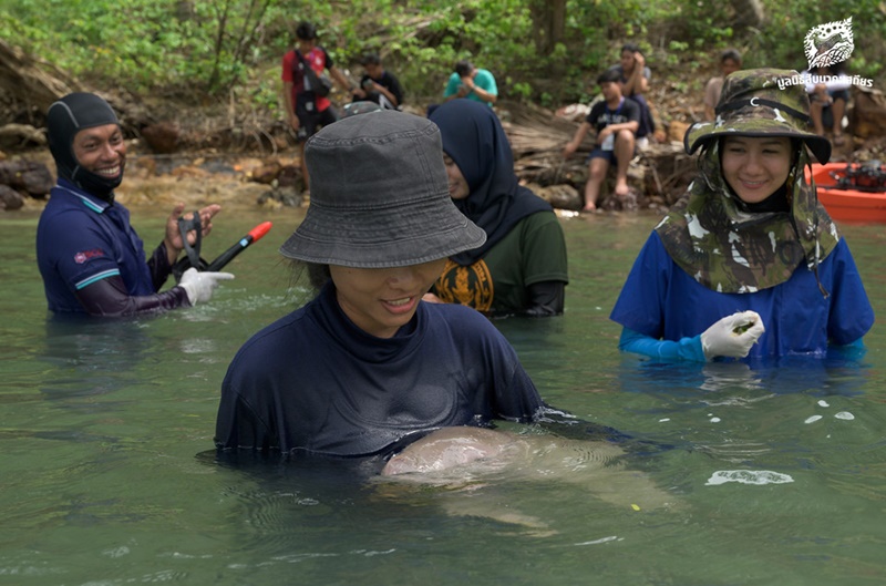 พะยูนมาเรียม พะยูนมาเรียม