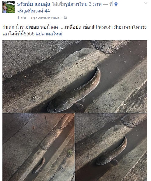 ปลาช่อน ปลาช่อน