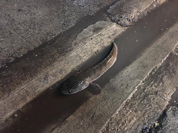 ปลาช่อน ปลาช่อน