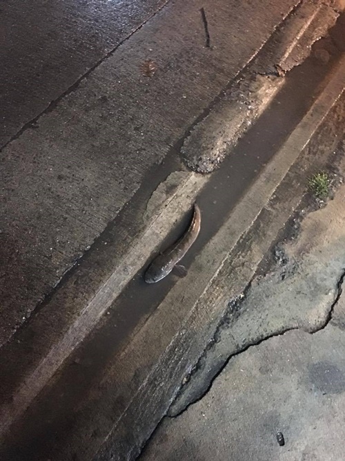 ปลาช่อน ปลาช่อน