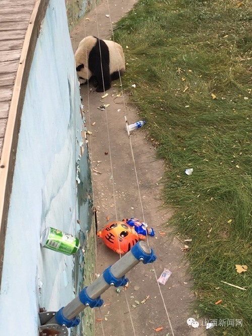 แพนด้าอ้วนตุ้ยคุ้ยขยะ แพนด้าอ้วนตุ้ยคุ้ยขยะ