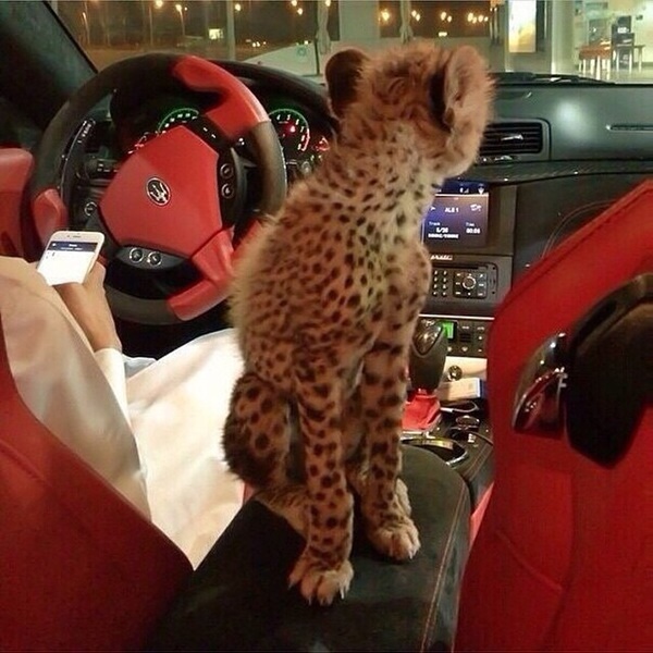 ลูกมหาเศรษฐีดูไบ ลูกมหาเศรษฐีดูไบ