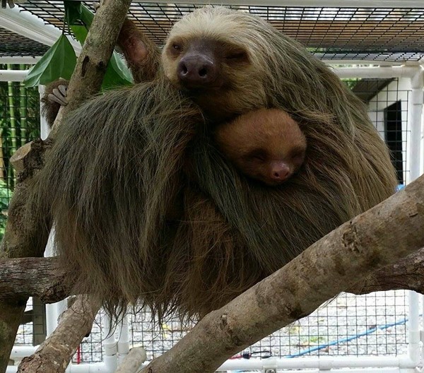 แม่สล็อตบาดเจ็บกอดลูกแนบอก ไม่ปล่อยแม้ผ่าตัด แม่สล็อตบาดเจ็บกอดลูกแนบอก ไม่ปล่อยแม้ผ่าตัด