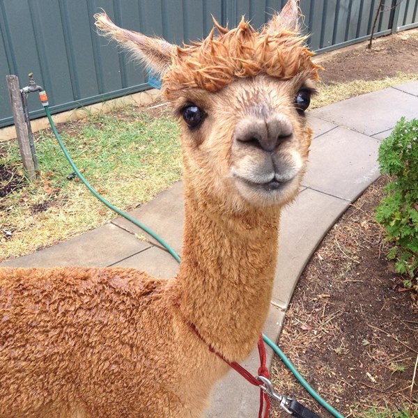 อัลปาก้า อัลปาก้า