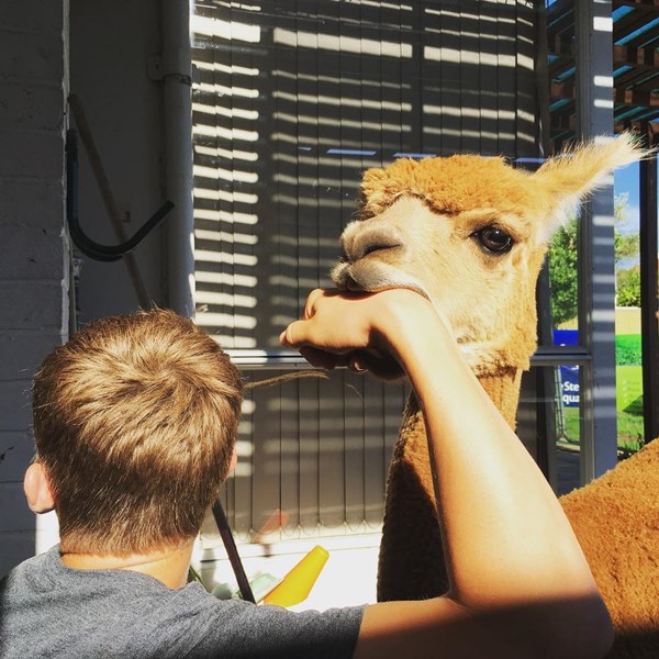 อัลปาก้า อัลปาก้า