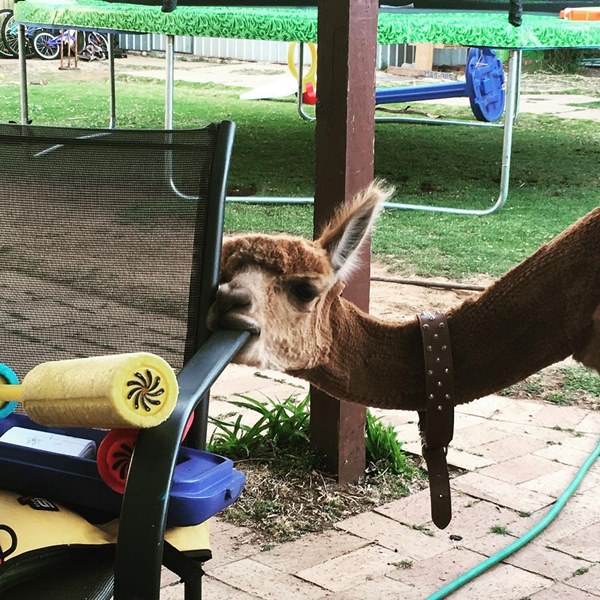 อัลปาก้า อัลปาก้า