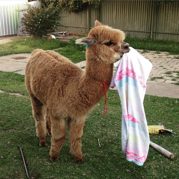 อัลปาก้า อัลปาก้า