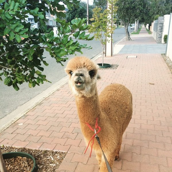 อัลปาก้า อัลปาก้า