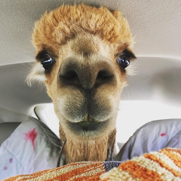 อัลปาก้า อัลปาก้า