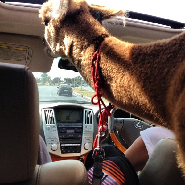 อัลปาก้า อัลปาก้า