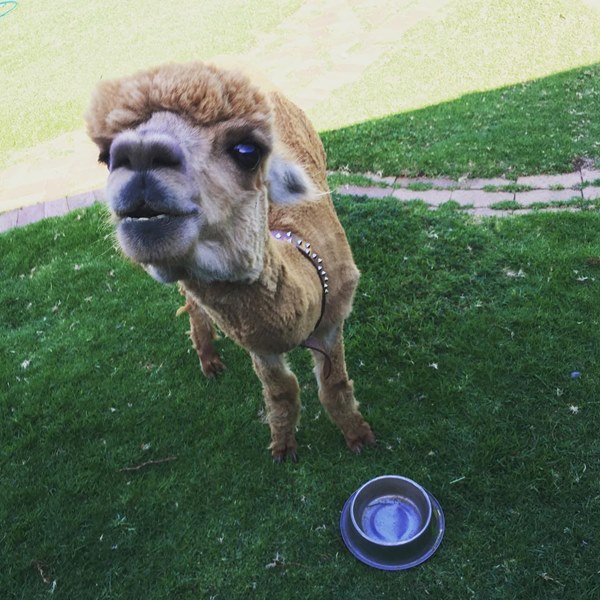 อัลปาก้า อัลปาก้า