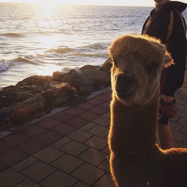 อัลปาก้า อัลปาก้า