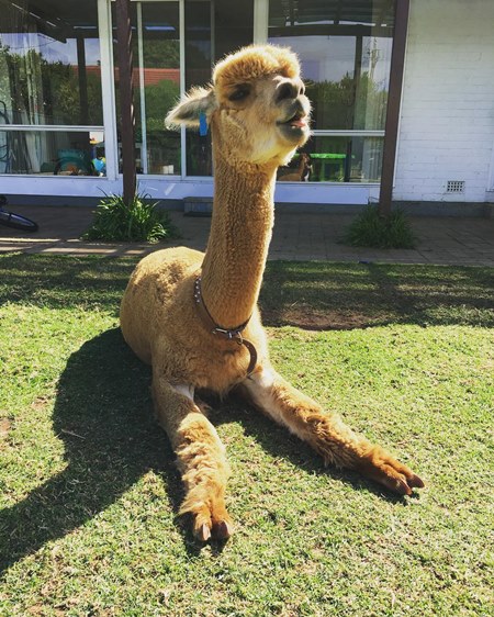 อัลปาก้า อัลปาก้า