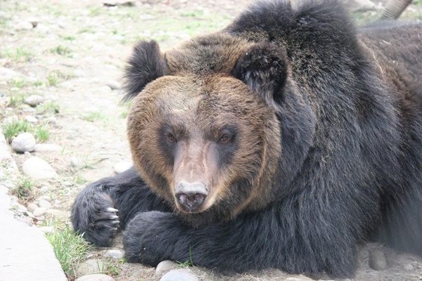 จับหมีใส่เข็มขัดเหล็กรัดแน่น เพื่อเก็บน้ำดี จับหมีใส่เข็มขัดเหล็กรัดแน่น เพื่อเก็บน้ำดี