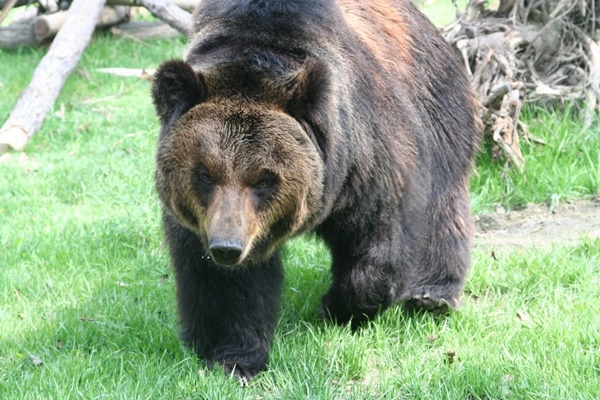 จับหมีใส่เข็มขัดเหล็กรัดแน่น เพื่อเก็บน้ำดี จับหมีใส่เข็มขัดเหล็กรัดแน่น เพื่อเก็บน้ำดี