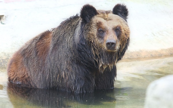 จับหมีใส่เข็มขัดเหล็กรัดแน่น เพื่อเก็บน้ำดี จับหมีใส่เข็มขัดเหล็กรัดแน่น เพื่อเก็บน้ำดี