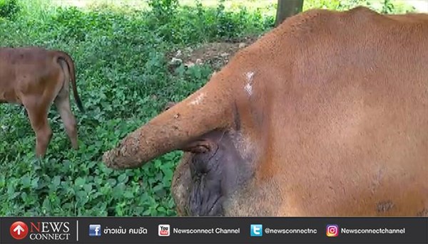 โจรย่องตัดหางวัว โจรย่องตัดหางวัว