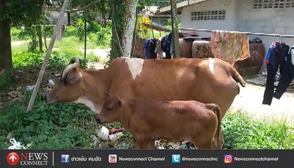 โจรย่องตัดหางวัว โจรย่องตัดหางวัว