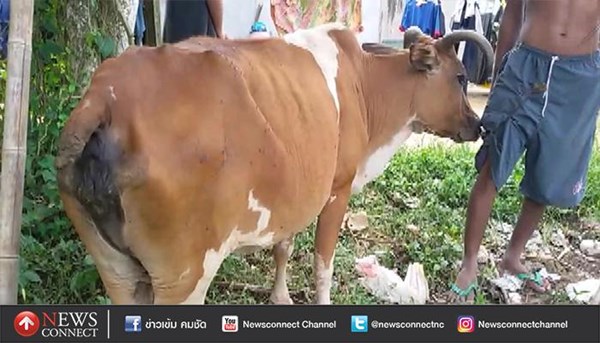 โจรย่องตัดหางวัว โจรย่องตัดหางวัว