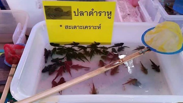 หยุดปล่อยปลาซัคเกอร์ลงแม่น้ำ หยุดปล่อยปลาซัคเกอร์ลงแม่น้ำ