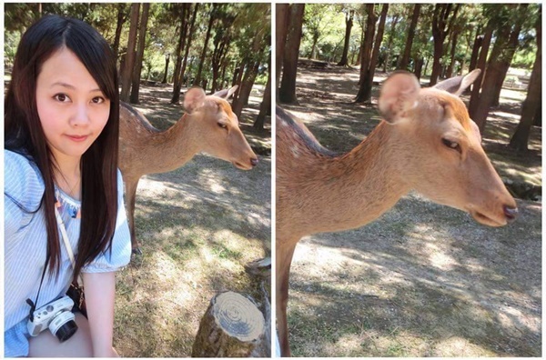 สาวขอถ่ายเซลฟี่คู่กวาง กลับโดนมองแรงใส่ซะงั้น สาวขอถ่ายเซลฟี่คู่กวาง กลับโดนมองแรงใส่ซะงั้น