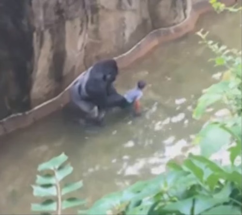 ยิงฮารัมบี ถูกต้องแล้ว ยิงฮารัมบี ถูกต้องแล้ว