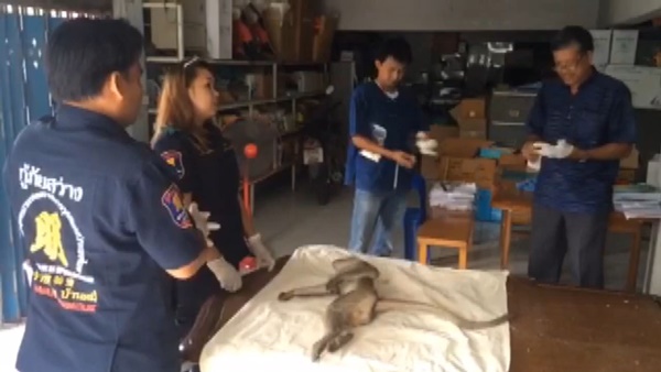 ลิงแสมมีอาการเพลียคล้ายคนเมาเหล้ ลิงแสมมีอาการเพลียคล้ายคนเมาเหล้