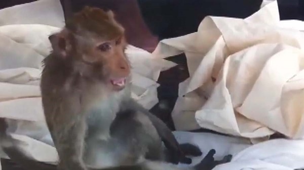 ลิงแสมมีอาการเพลียคล้ายคนเมาเหล้ ลิงแสมมีอาการเพลียคล้ายคนเมาเหล้