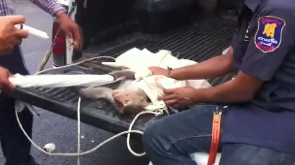 ลิงแสมมีอาการเพลียคล้ายคนเมาเหล้ ลิงแสมมีอาการเพลียคล้ายคนเมาเหล้