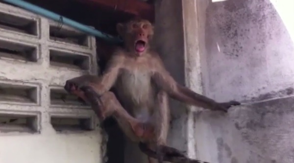 ลิงแสมมีอาการเพลียคล้ายคนเมาเหล้ ลิงแสมมีอาการเพลียคล้ายคนเมาเหล้