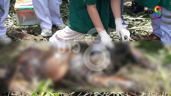 หญิงชราวัย 74 โดนฆ่าเปลือยหมกป่าอ้อย หญิงชราวัย 74 โดนฆ่าเปลือยหมกป่าอ้อย