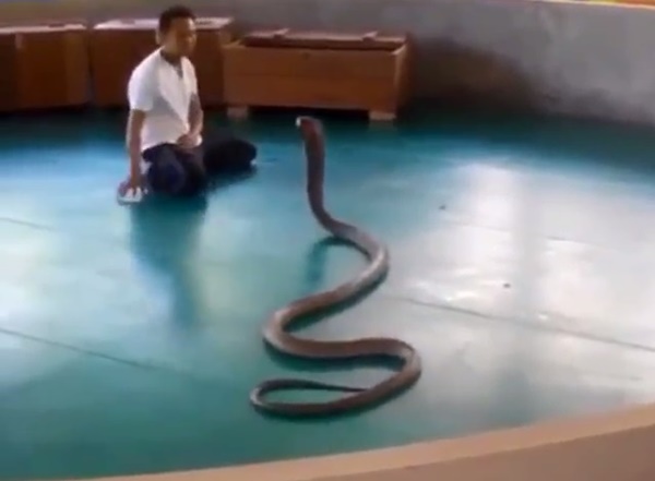 เจ้าหน้าที่ลุยตรวจสถานที่จัดแสดงโชว์งู เจ้าหน้าที่ลุยตรวจสถานที่จัดแสดงโชว์งู