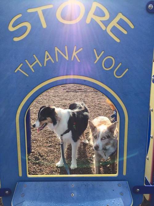 ชายไร้บ้านบริจาคเงินช่วยสุนัขจรจัด ชายไร้บ้านบริจาคเงินช่วยสุนัขจรจัด