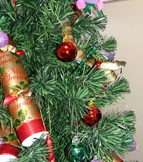 งูตัวใหญ่แอบซ่อนในต้นคริสต์มาส งูตัวใหญ่แอบซ่อนในต้นคริสต์มาส